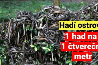 Hadí ostrov: Tropický ráj, kde lze zemřít do 10 minut! | Minuty do katastrofy